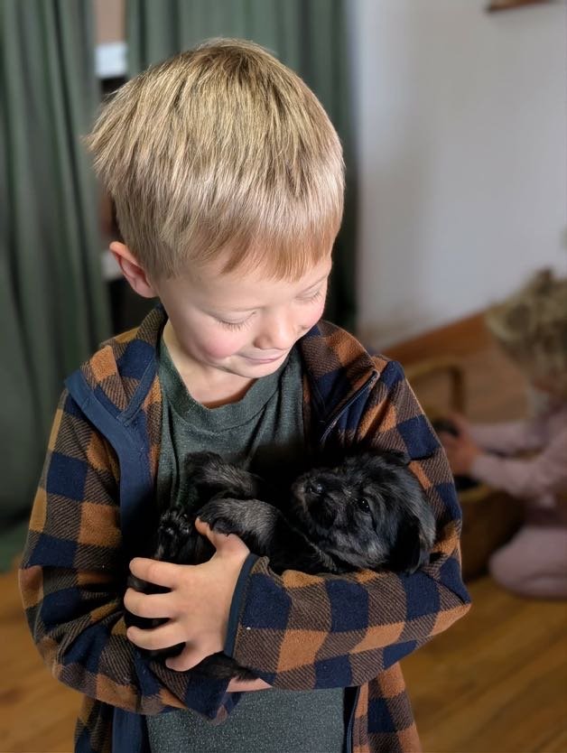 Wolki Standard Schnauzer puppy