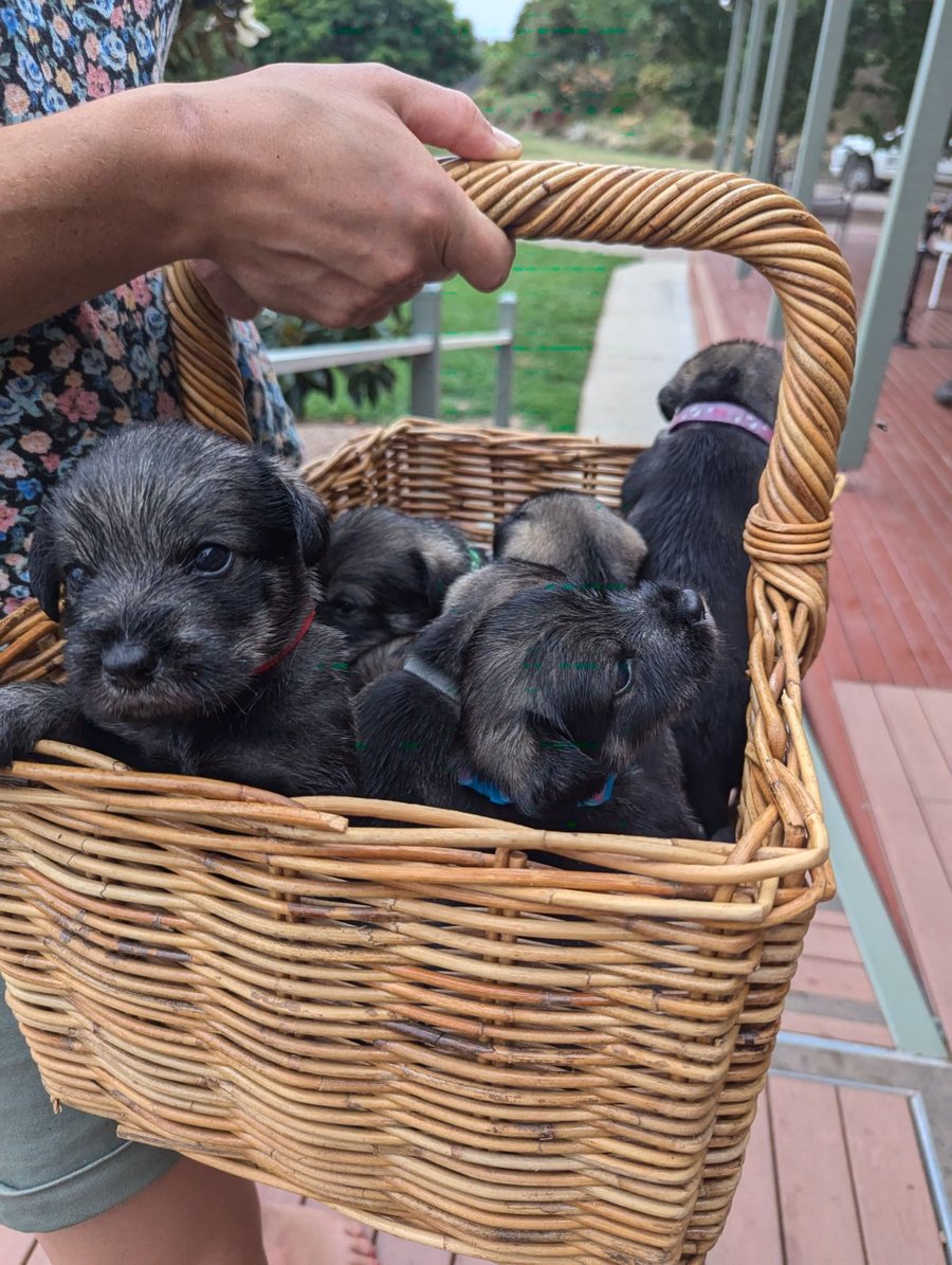 Wolki Standard Schnauzer