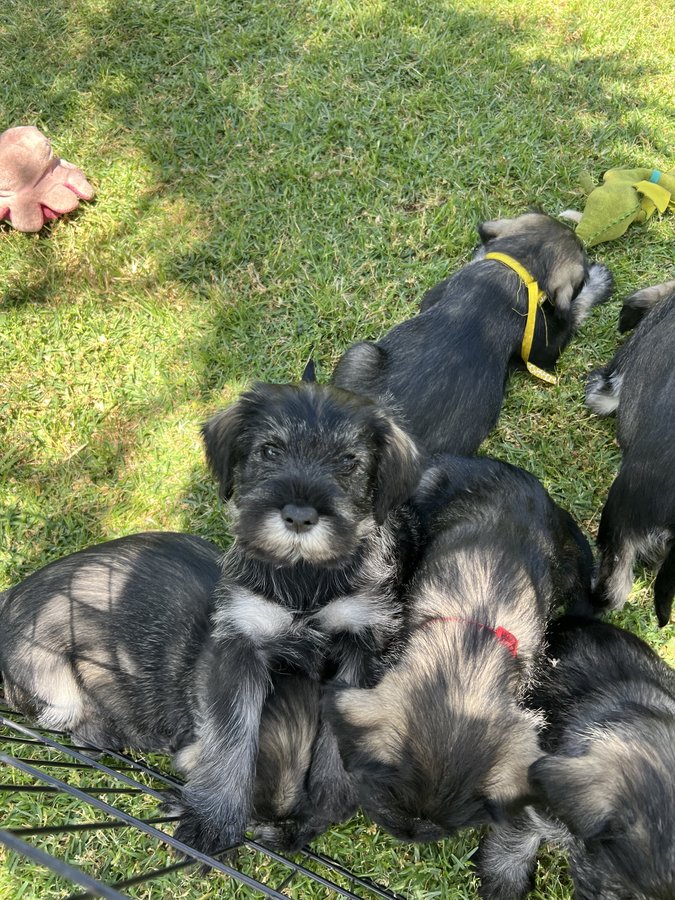 Wolki Standard Schnauzer puppy