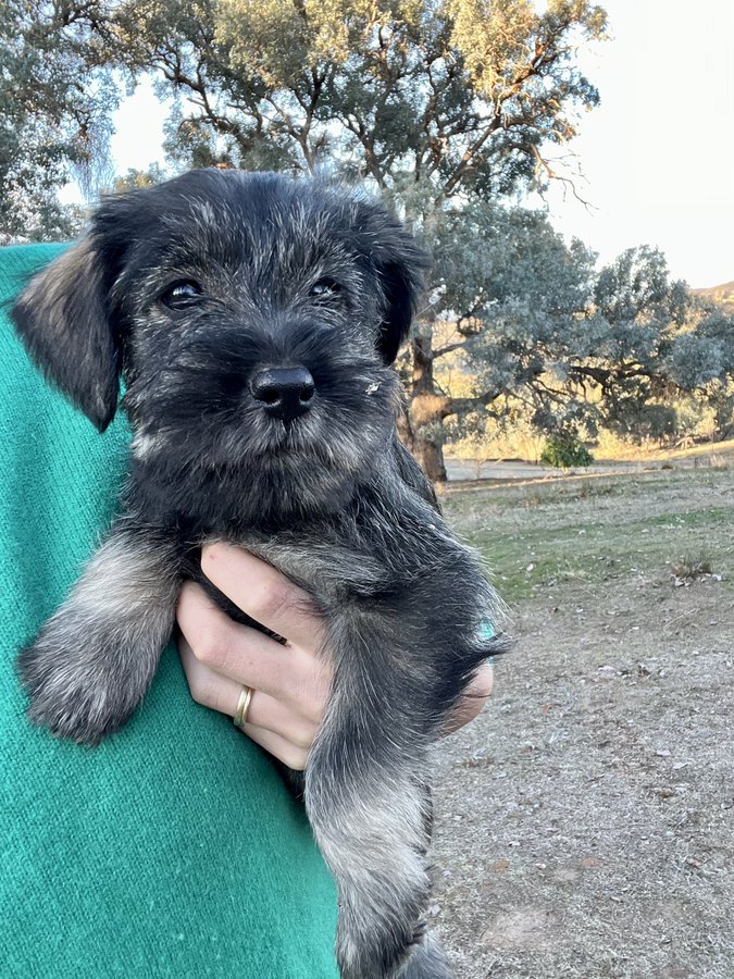 Wolki Standard Schnauzer puppy