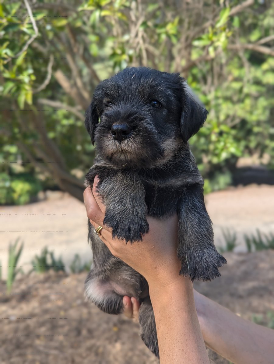 Wolki Standard Schnauzer puppy